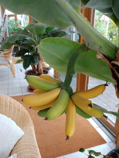 Das besondere Haus, mit sehr großem Grundstück, in einer Region wo andere Urlaub machen – Bananen im Wintergarten