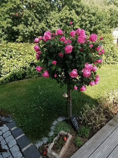 Wunderschönes,freistehendes Einfamilienhaus in Wismar Wendorf – Foto 4