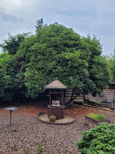 Gartenblick - Rhododendron