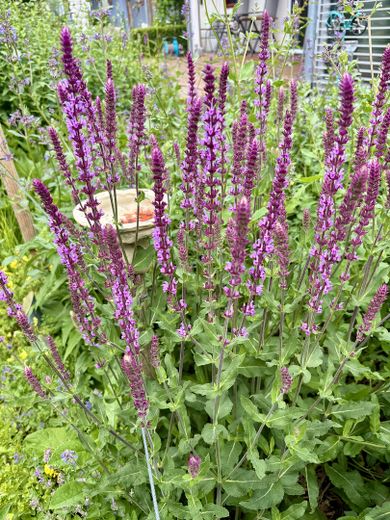 Jasny, energooszczędny dom jednorodzinny w spokojnej lokalizacji na obrzeżach Ansbach – Gartenbilder
