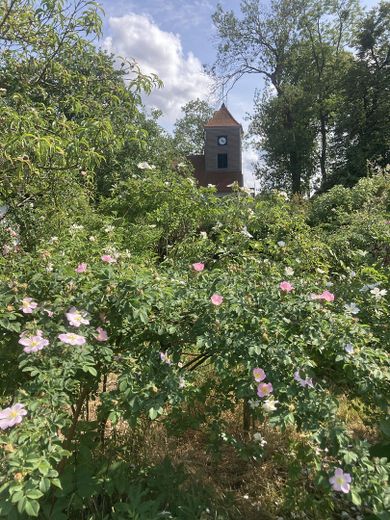 im Garten (Sommer)