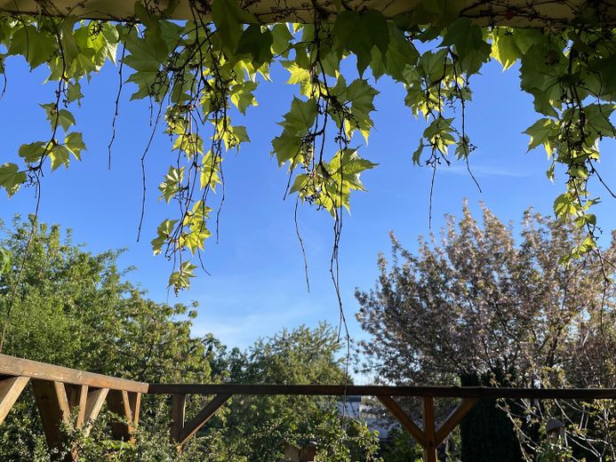 Provisionsfrei, EINFAMILIENHAUS MIT GARTEN in begehrter Wohngegend Dessau-Ziebigk – Blick von der Terrasse
