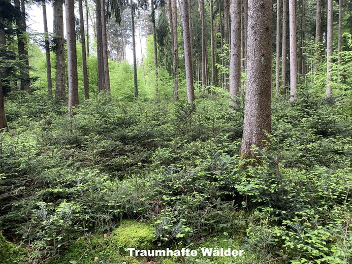 Propiedad rural idílica / paraíso natural - cerca de Múnich – Traumhafte Wälder
