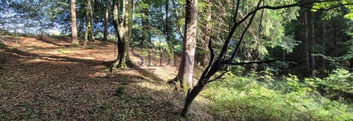 VERKAUF: Gepflegter Waldbestand bei Starnberg!