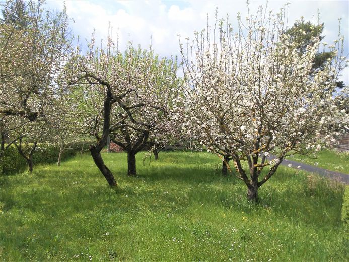 Einfamilienhaus mit großem Garten in Heldburg – Obstbaumgarten
