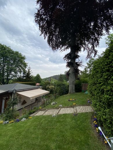 Blick auf markante Rotbuche