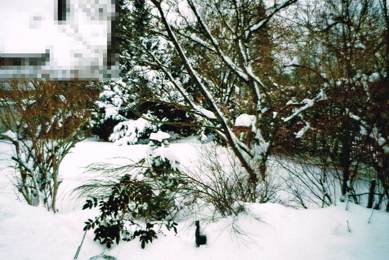 Garten-vorne-Winter