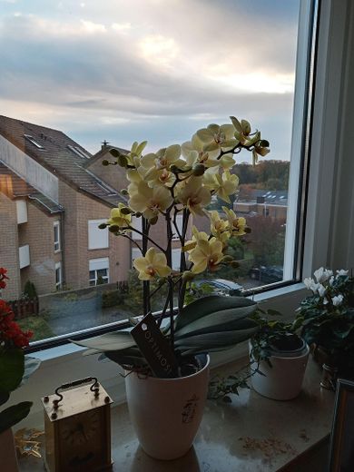 Aussicht von Esszimmer/Küche