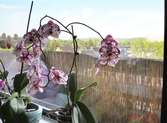 Balkon 1