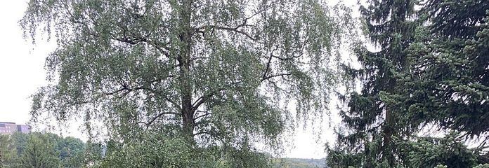 Blick in den Garten
