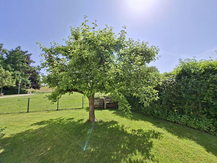 Apfelbaum_Garten_Ost