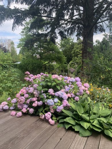 Impression (Garten)