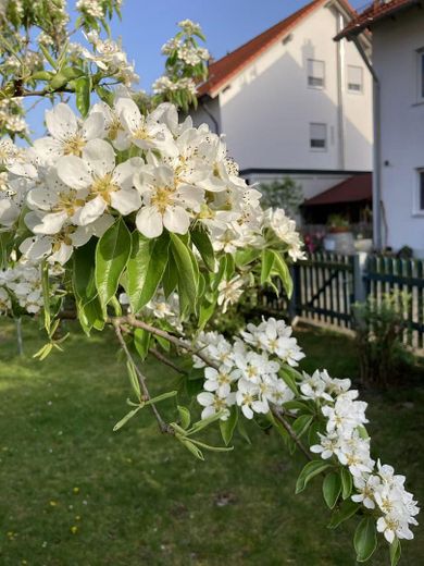 Garten 2