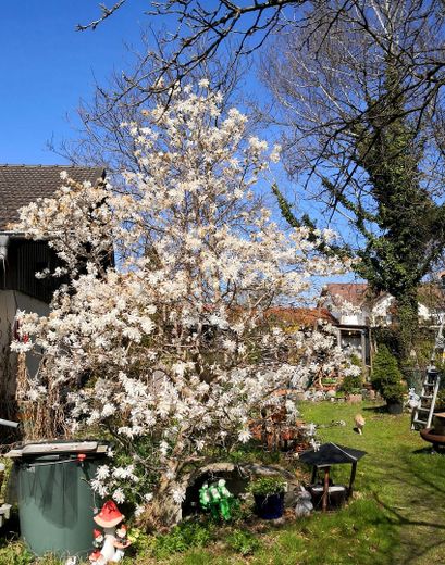 منزل متين لأسرة واحدة إلى أسرتين على قطعة أرض مساحتها 1.078 م² – Garten im Frühjahr