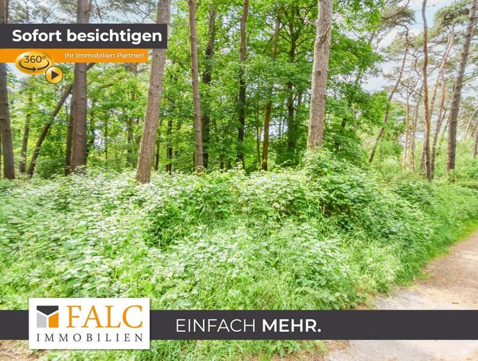 Waldareal in gewachsener Naturkulisse – Eingewachsener Waldbereich