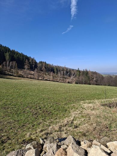 Blick zum Wald und Wiese