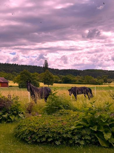 Blick aus dem Garten