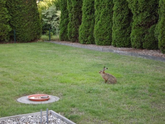 "Besucher" auf dem Grundstück