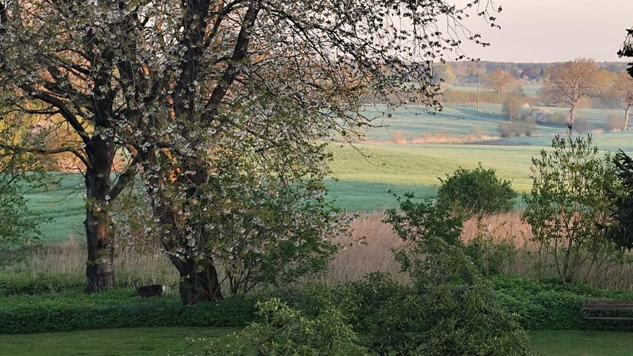 Morgenstimmung mit Reh