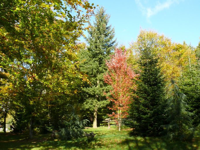 Mischwald