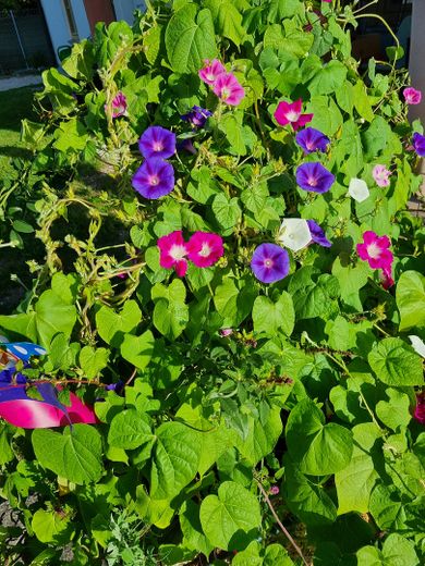 Blumen