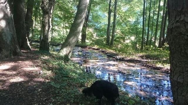 Bachlauf im Wald nebenan