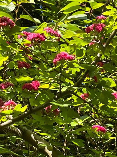 Gartenimpressionen