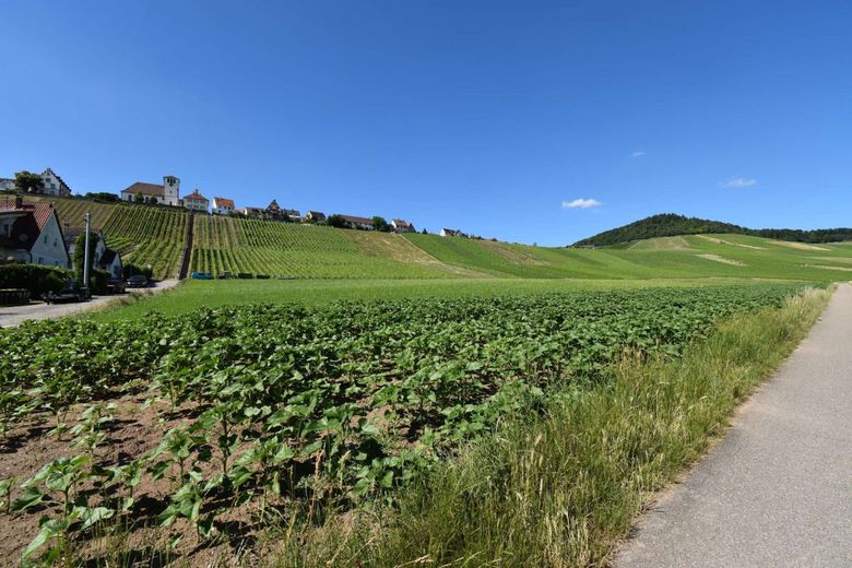 Wohnen unterhalb vom Weinberg – Weinberge nahe der Wohnung