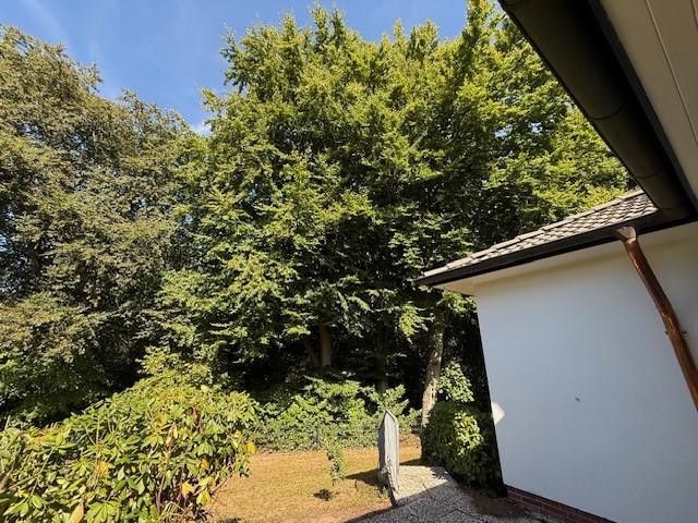 Blick in den Hintergarten