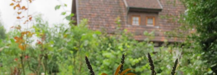 ... etwas verwildert aber bunt