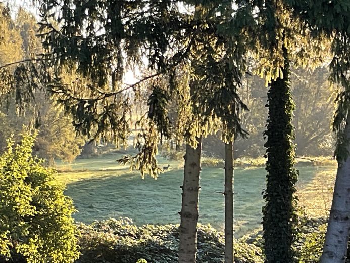 Blick vom Terrasse mit Reh