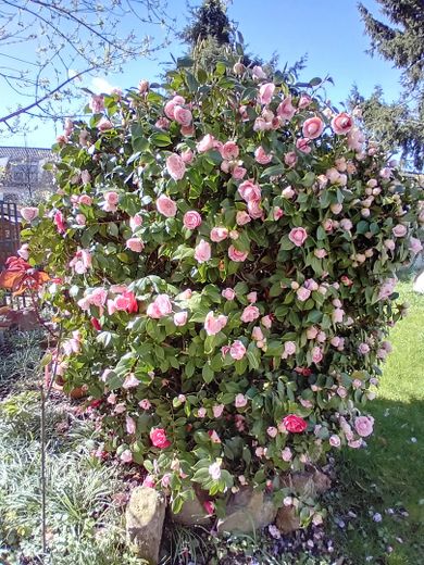 منزل مزدوج مُعتنى به يتمتع بسحر خاص - هادئ | مركزي | حديقة – Frühlingserwachen im Garten