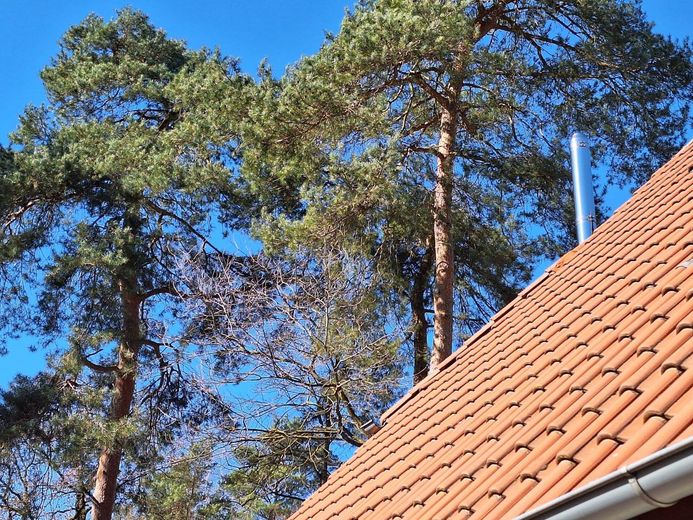 umgeben von stattl. Kiefern