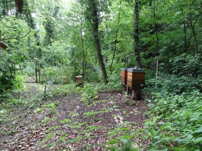 Naturbelassenes Grundstück am Grünen See in Mühlheim am Main – Foto 1