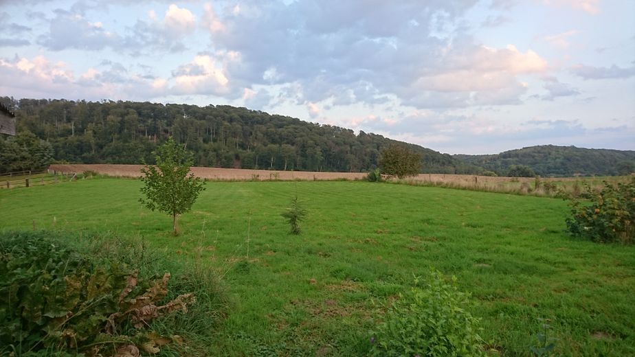 Großzügiger, Idyllisch gelegener Dreiseithof mit Wiese, Courtagefrei – 6_Wiese