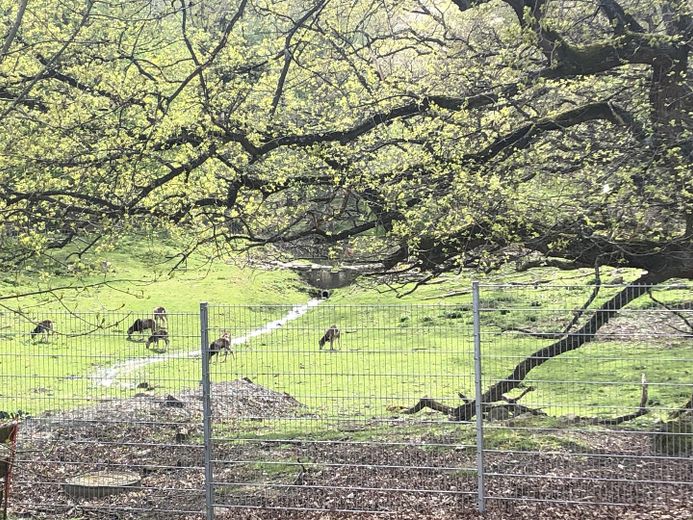 Direkt im Grünen am Wildpark