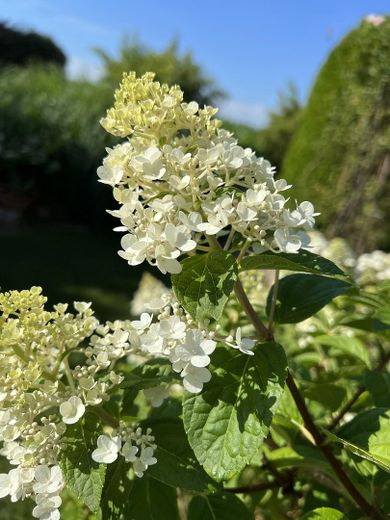 Gartenimpression 2