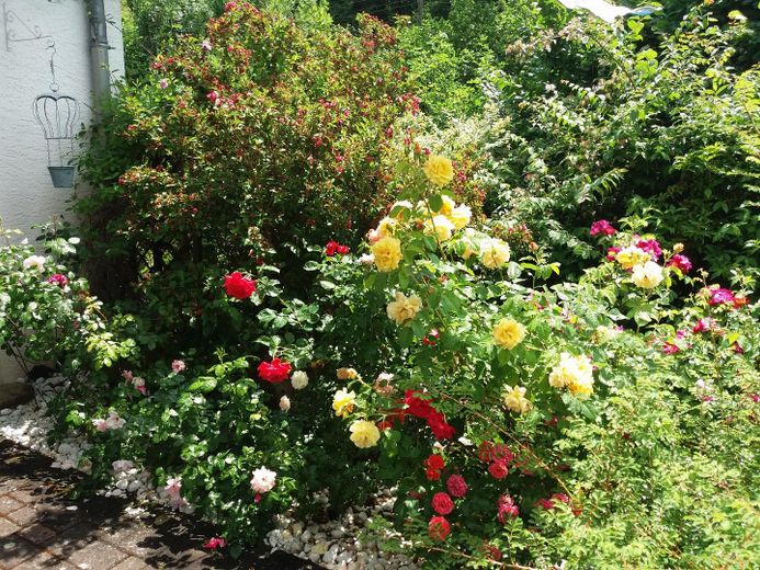 Rosengarten