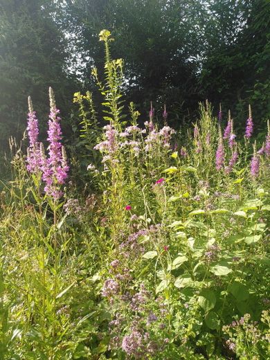 Natur-Garten