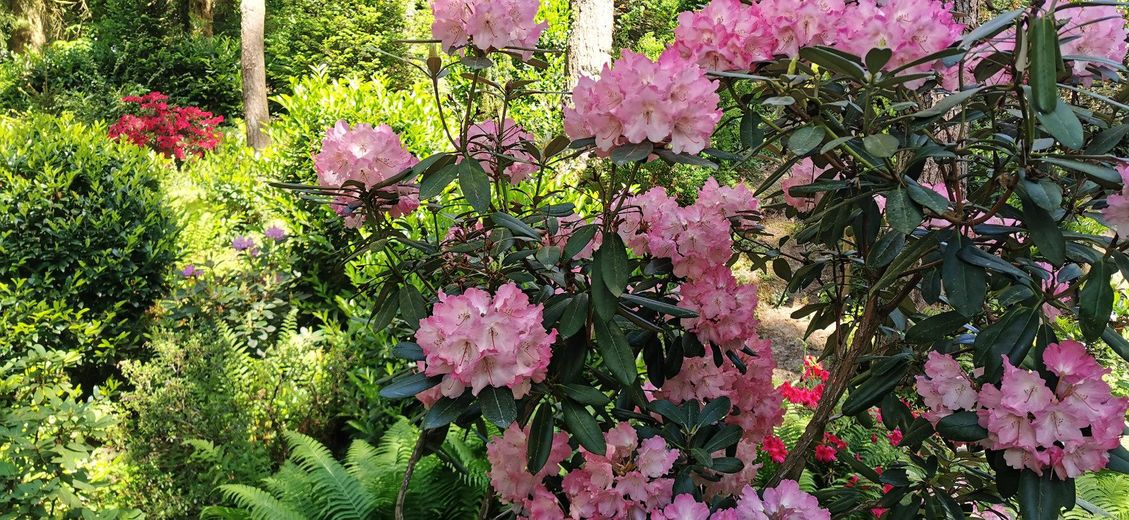 Rhododendron im Wald