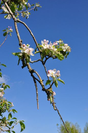 Obstbaum in Blüte