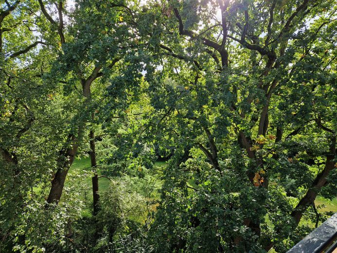 22399 HH-Poppenbüttel: Sehr schöne, helle, uneinsehb., möbl.  Whg., Blick über Alstertal – Blick von Balkon