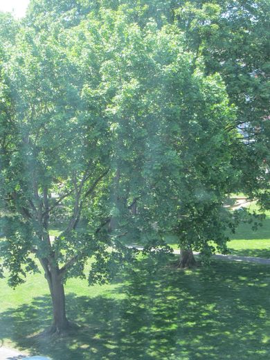 Blick ins Grüne ...