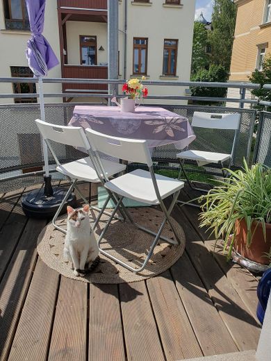ruhige, helle 2-Raum Wohnung mit Parkettboden + Balkon + Küche – Balkon