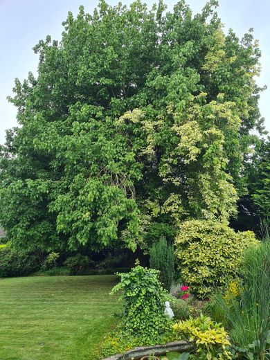 großer Solitärbaum