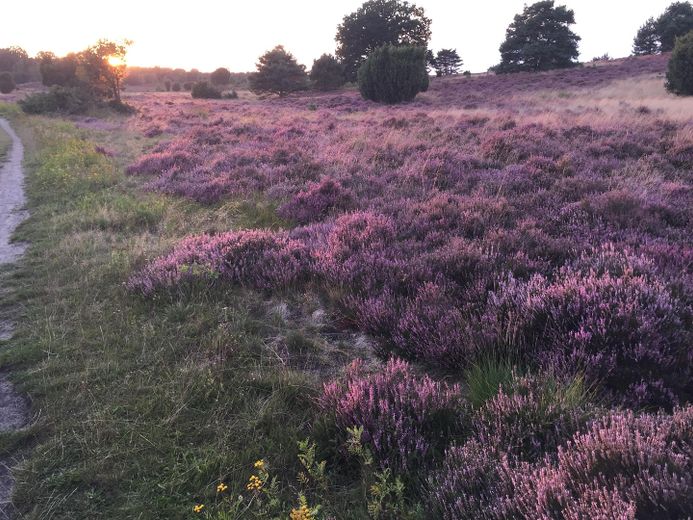 Heidefläche in 5 Min. Fußweg