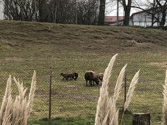 Blick auf Schafweide von.Küche