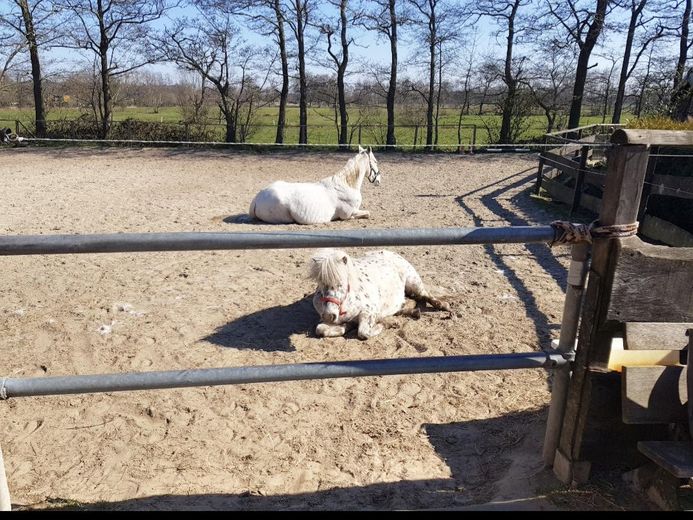 Exclusive detached house near Norddeich with pool, sauna, horse keeping – Paddock