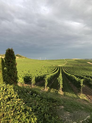 Garten Aussicht