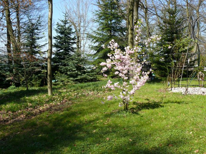 Waldwiese